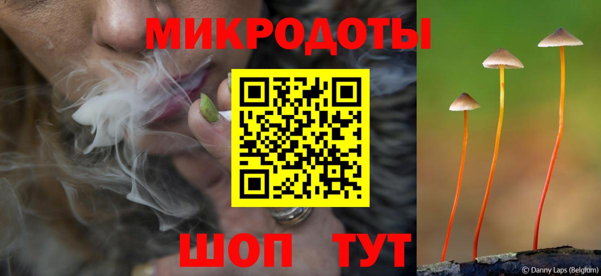 Галлюциногенные грибы Psilocybe Котовск